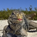 iguana_cuban_jar_v_2126_cub5242.jpg